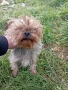 Йоркширски териер момиче, снимка 2