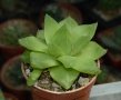 Хавортия (Haworthia cymbiformis var. planifolia)