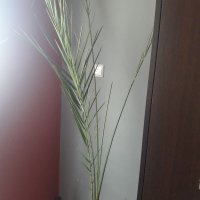 Финикови палми, снимка 3 - Стайни растения - 36768284
