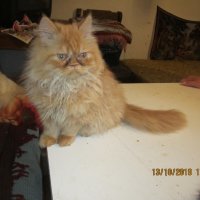 Персийски котенца , малки пухове, снимка 5 - Персийска - 26750451