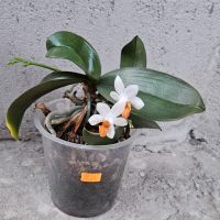 Орхидея фаленопсис Mini mark, снимка 2 - Стайни растения - 44899062