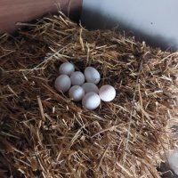Яйца от свободно отглеждани кокошки бял легхорн, снимка 3 - Кокошки и пуйки - 43389707