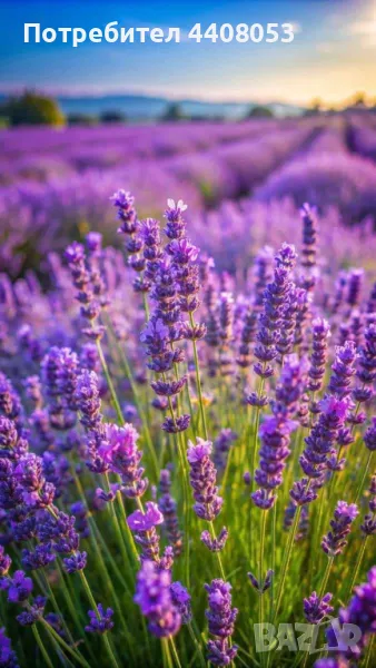 Лавандулово масло , снимка 1