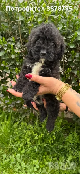 Две малки сладки момчета, снимка 1