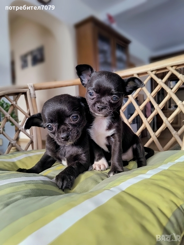 Чихуахуа , снимка 1