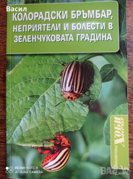 Колорадски бръмбар, неприятели и болести в зеленчуковата градина , снимка 1