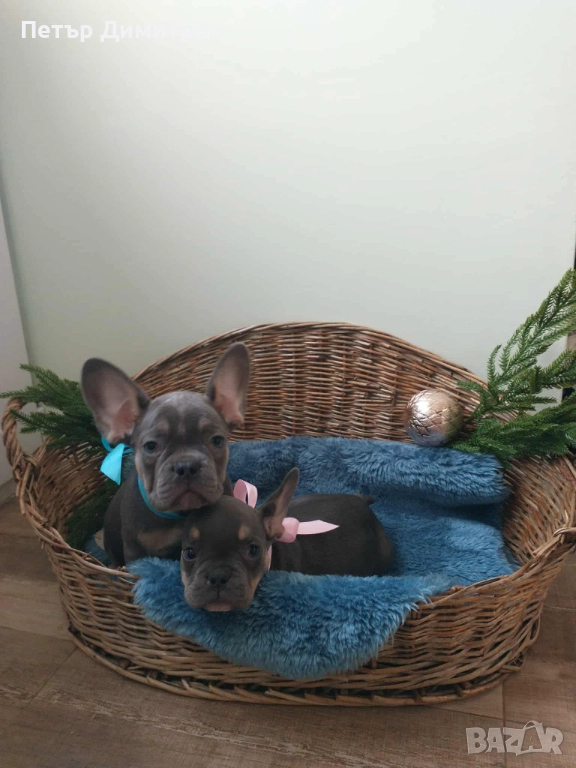 Френски булдог френски булдог , снимка 1