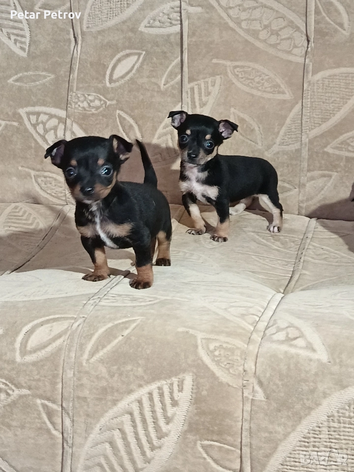 Пинчер мини , снимка 1