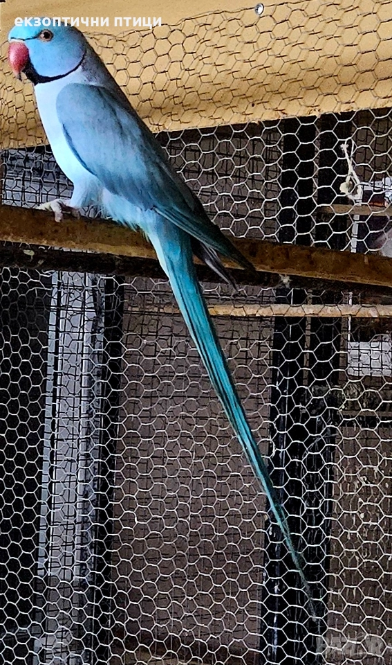 Продавам мъжки м. Александър , снимка 1