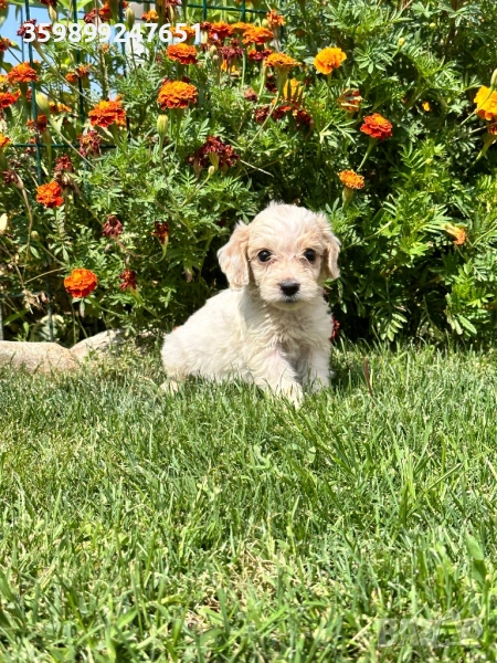 Кокери, снимка 1