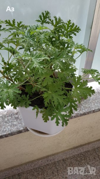 Продавам цветя Индрише, големи , снимка 1