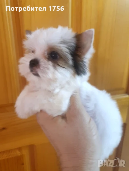 Бивер йоркшир, момиче., снимка 1