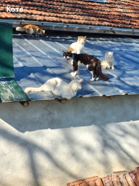 Котки спешно търсят домове - подаряват се, снимка 1