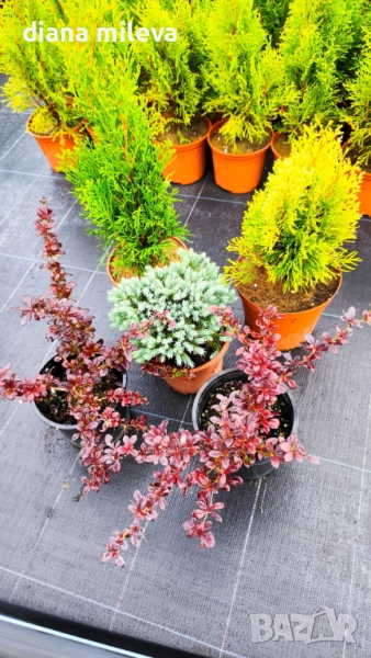 Промо пакет от 5 бр студоустойчиви растения!, снимка 1