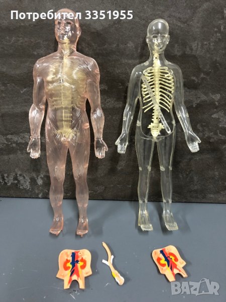 Модели на човешкото тяло Deagostini, снимка 1