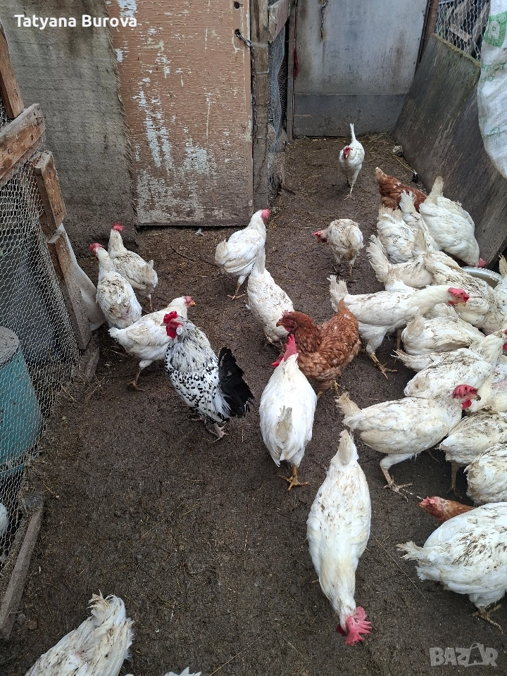 Продавам кокошки порода лехорт , снимка 1
