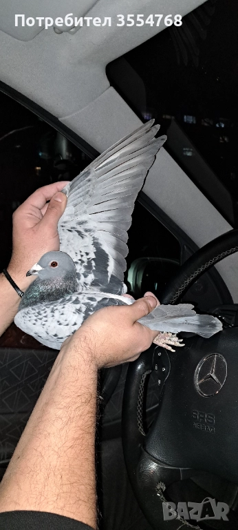 Продавам спортни гълъби , снимка 1