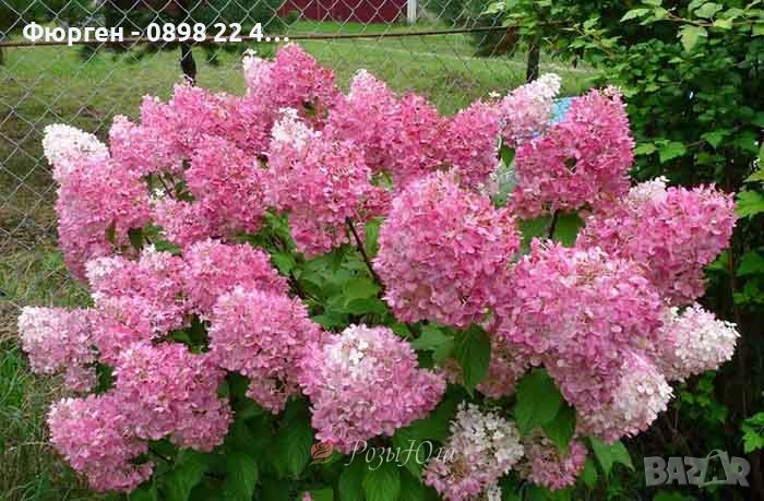 3 вида Хортензия paniculata - червена бяла и розова, снимка 1