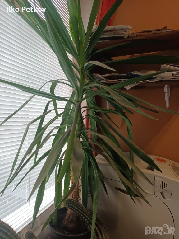 Юка, снимка 1