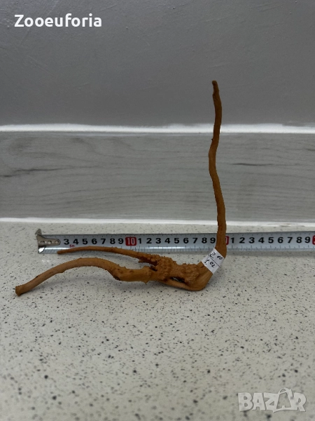 Корен Азалия 8, снимка 1