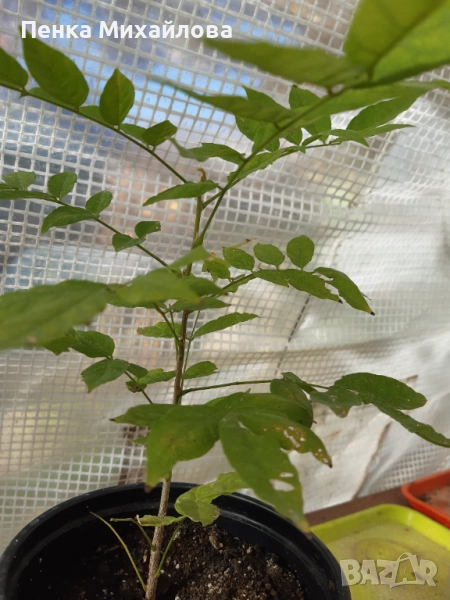 Кадифен боб (Mucuna pruriens), снимка 1