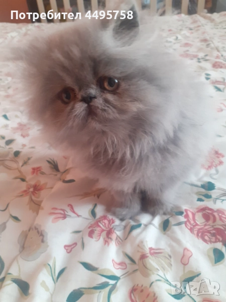 Персийски котенца, снимка 1
