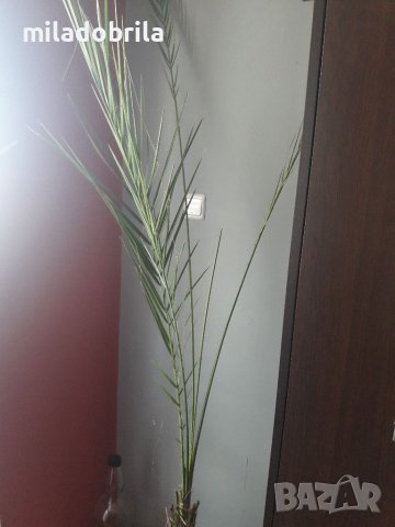 Финикови палми, снимка 3 - Стайни растения - 36768284
