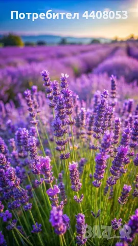 Лавандулово масло 