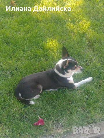 Чихо-пинчер за разплод !, снимка 7 - Пинчер - 33152563