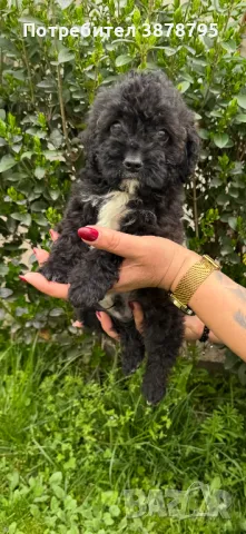 Две малки сладки момчета, снимка 1