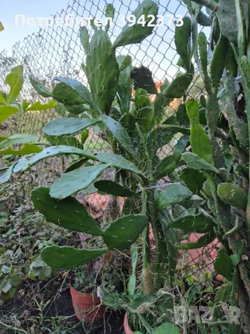 Кактуси , снимка 4 - Градински цветя и растения - 47459512