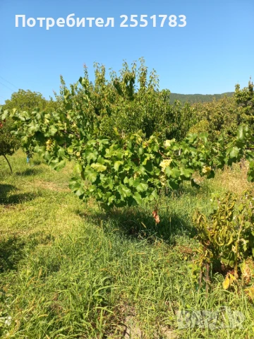 Млада плододаваща  овошна градина, снимка 10 - Земеделска земя - 41125668
