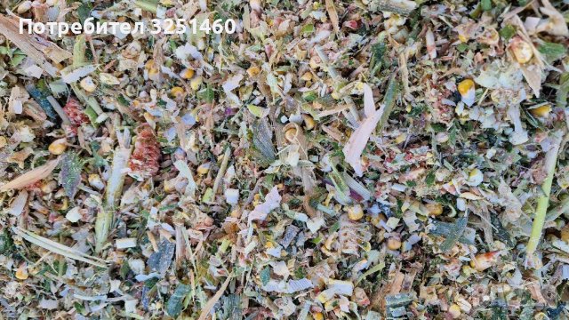 Царевичен силаж, снимка 5 - Крави - 35043966