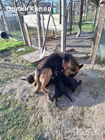 Развъдник за немски овчарки , снимка 6 - Немска овчарка - 52810945