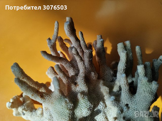 Стилофора корал, снимка 3 - Други - 37192946