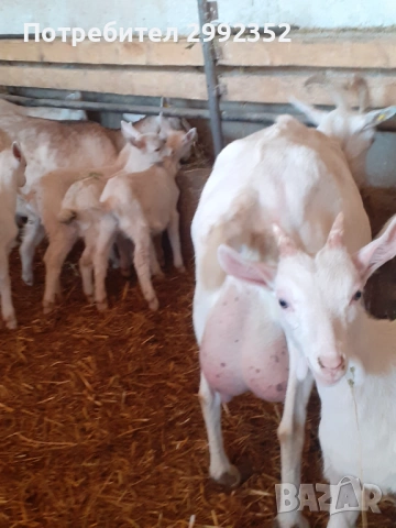 Saanski jenski i majki qrenca za damazlak, снимка 17 - Кози - 53540945