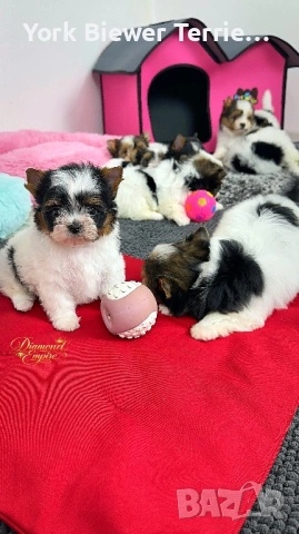 Йоркширски Териер! Сладки бебета с родословие за деца и възрастни!, снимка 2 - Йоркширски териер - 53394546