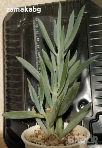 Сенецио (Senecio serpens), вкоренено сукулентно растение, 5 лв, снимка 1