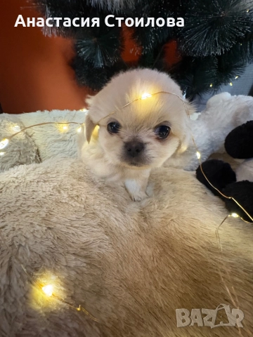 Чистокръвни Кралски пекинези, снимка 5 - Пекинез - 52749183