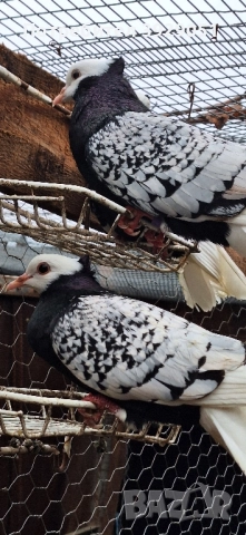 Продавам Нюмберски гълъби, снимка 3 - Гълъби - 52589187