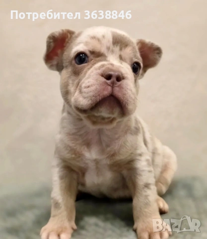 Френски булдок