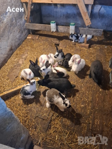 Зайци , снимка 2 - Други животни - 53151221