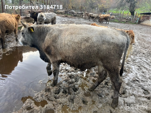 Месодайни Телета за Продан, снимка 10 - Крави - 52479978