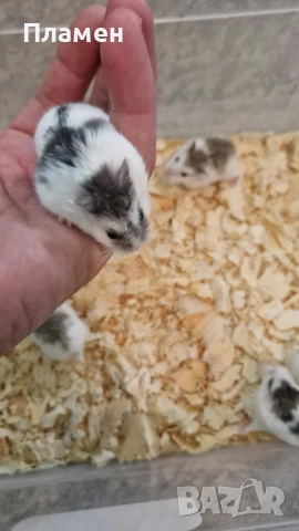 мини хамстери, снимка 3 - Хамстери - 53125229