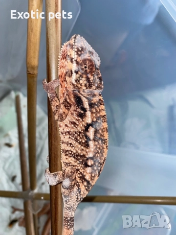 Леопардов хамелеон 