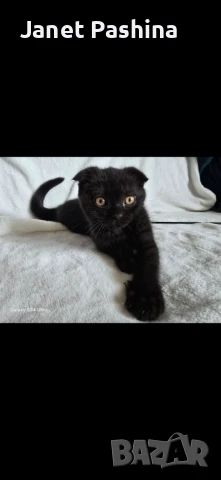 Клепоухи шотландски котета , снимка 7 - Британска късокосместа - 50742620