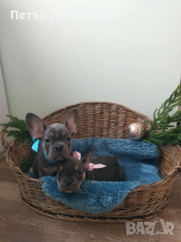 Френски булдог френски булдог 