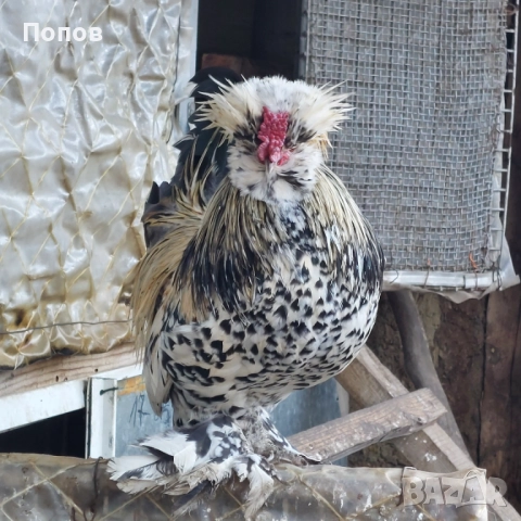 Продавам джинки, снимка 5 - други­ - 52724814