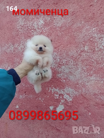 Женски Померани. Снимки от днес !