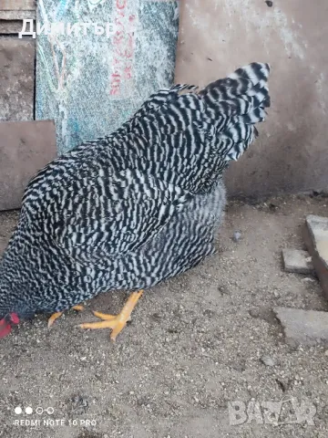 Разплодни яйца от Амрок , снимка 9 - Кокошки и пуйки - 49479016